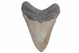 Bargain, Fossil Megalodon Tooth - South Carolina #358996-1